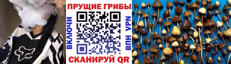 Галлюциногенные грибы Psilocybine cubensis  Десногорск 
